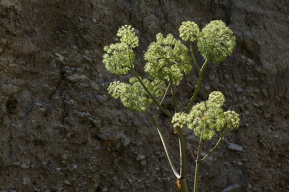 Giant Angelica