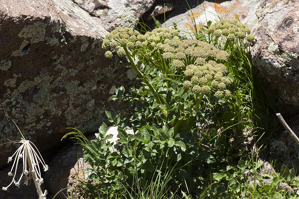 Gray's Angelica