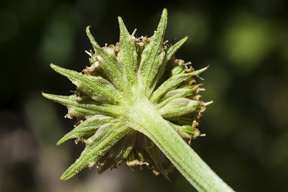 Gray's Angelica