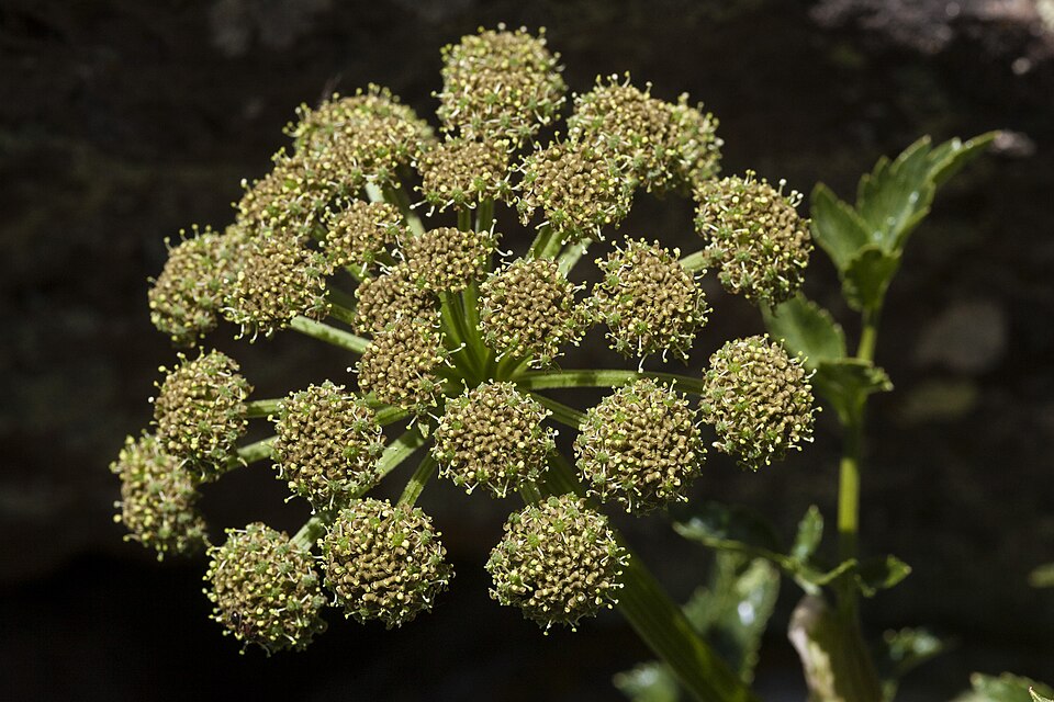 Gray's Angelica