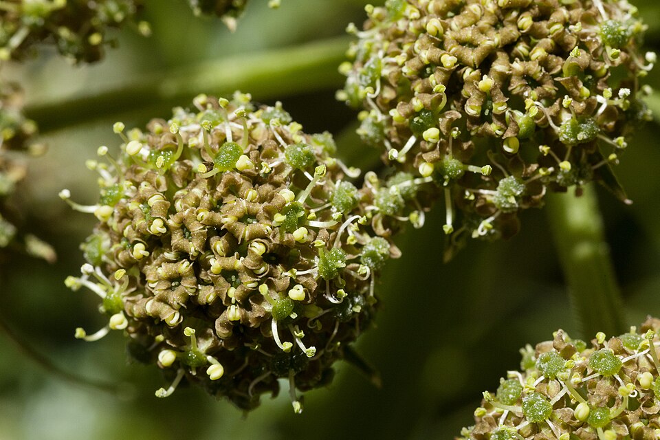 Gray's Angelica