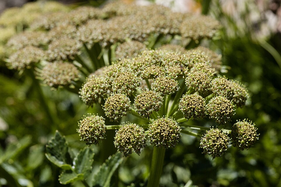 Gray's Angelica