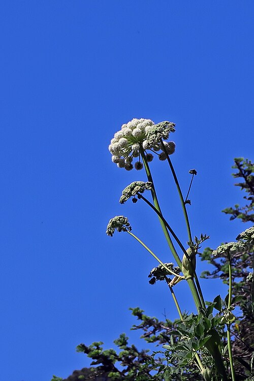 Henderson's Angelica