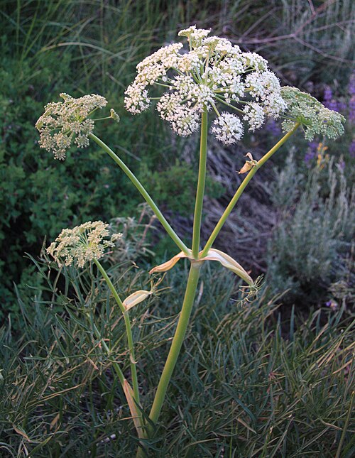 Poison Angelica