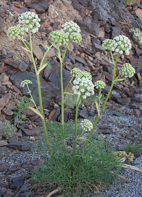 Poison Angelica