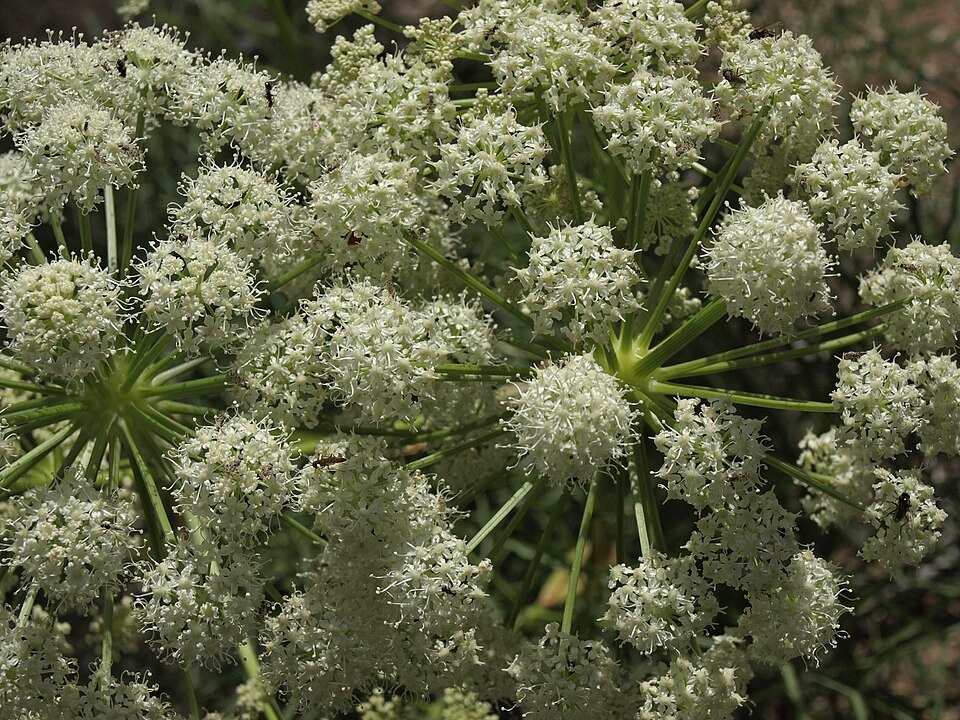 Poison Angelica