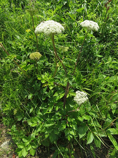 Seacoast Angelica