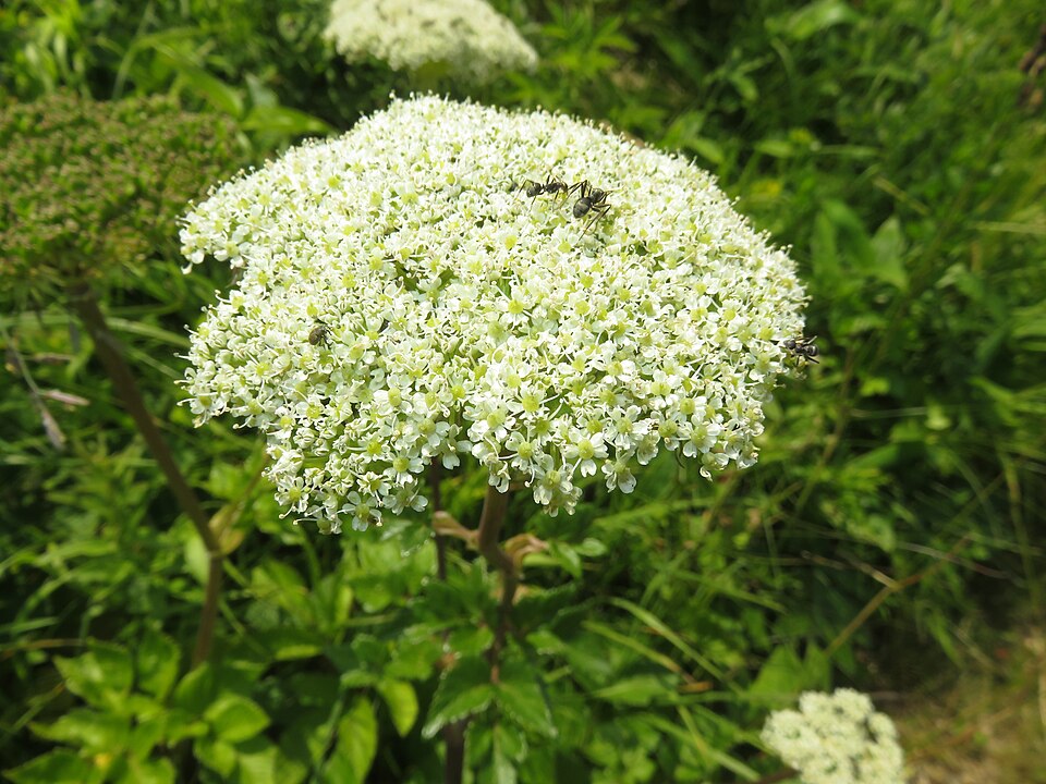 Seacoast Angelica