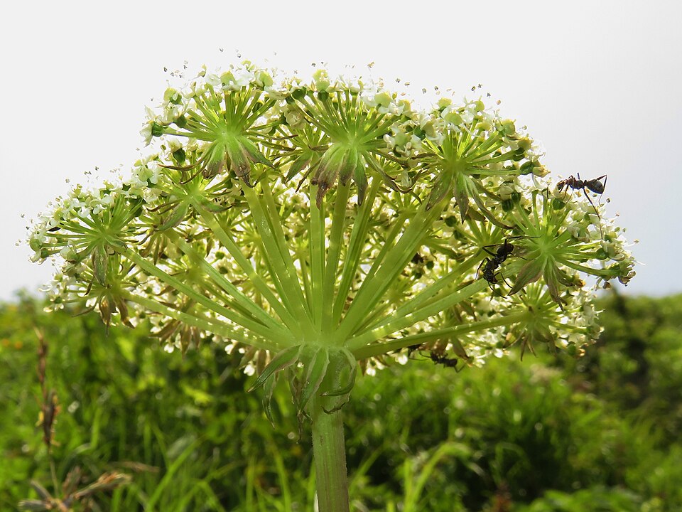 Seacoast Angelica