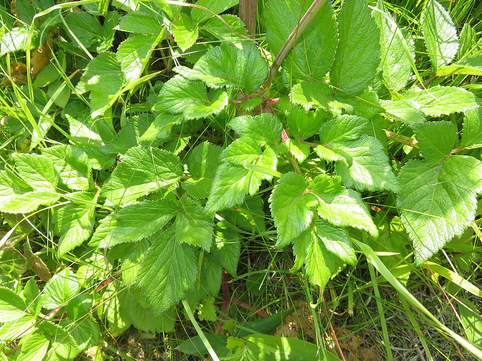 Seacoast Angelica