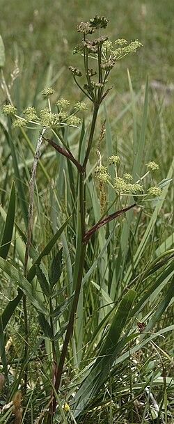 Small-leaf Angelica
