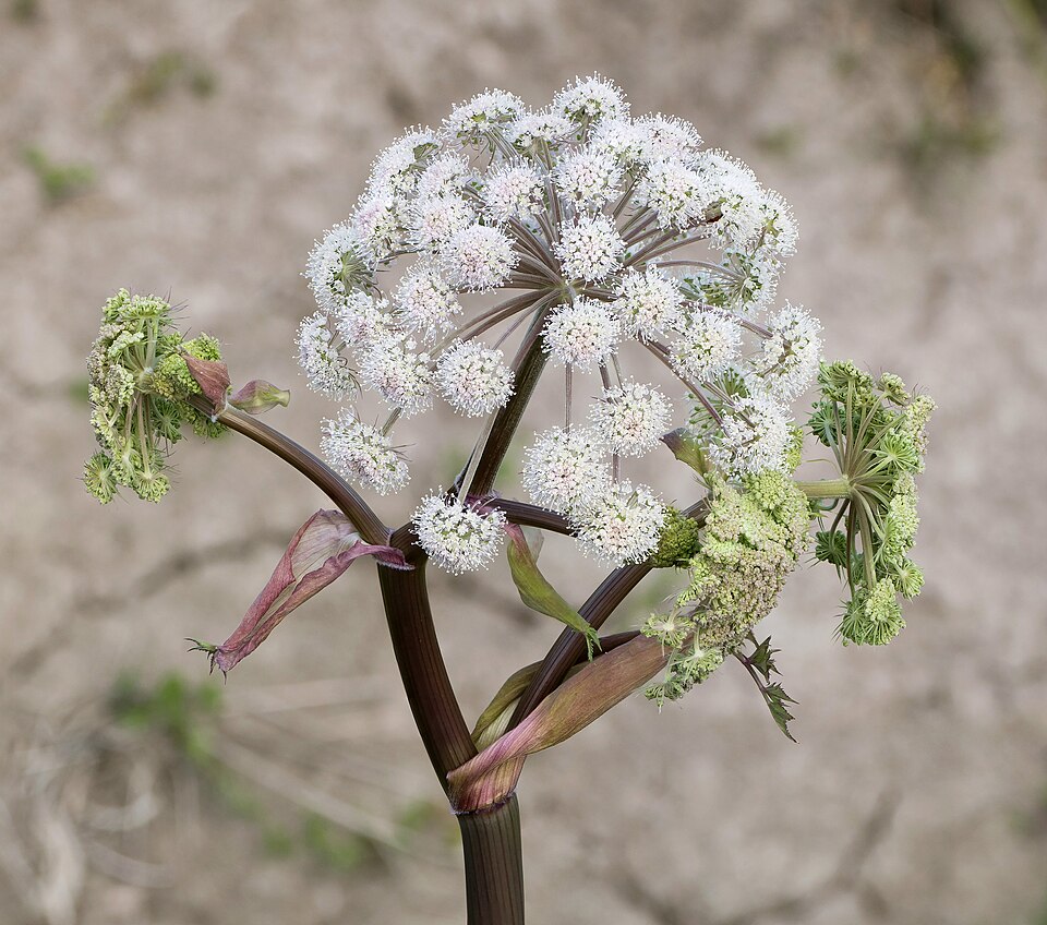 Woodland Angelica