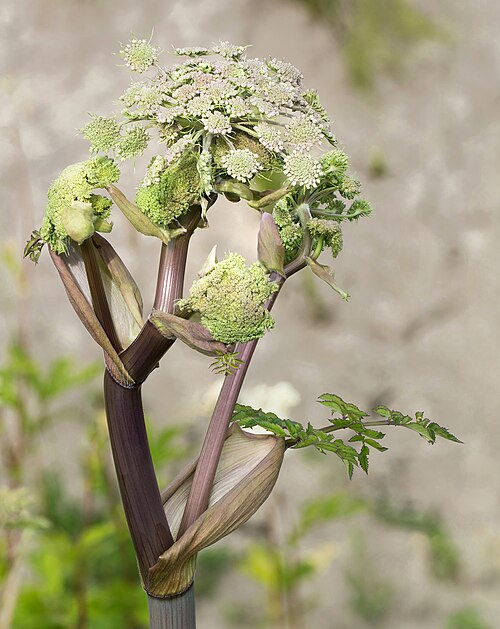 Woodland Angelica