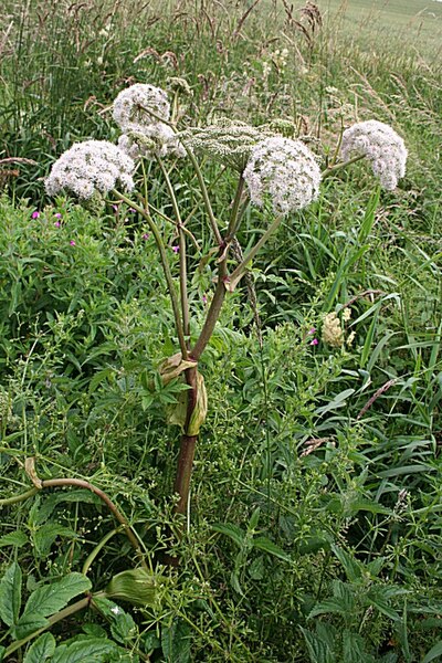 Woodland Angelica