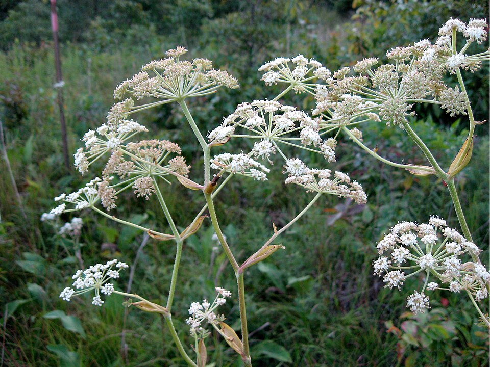 Hairy Angelica