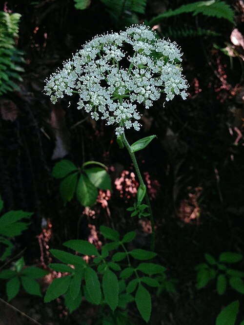 Hairy Angelica