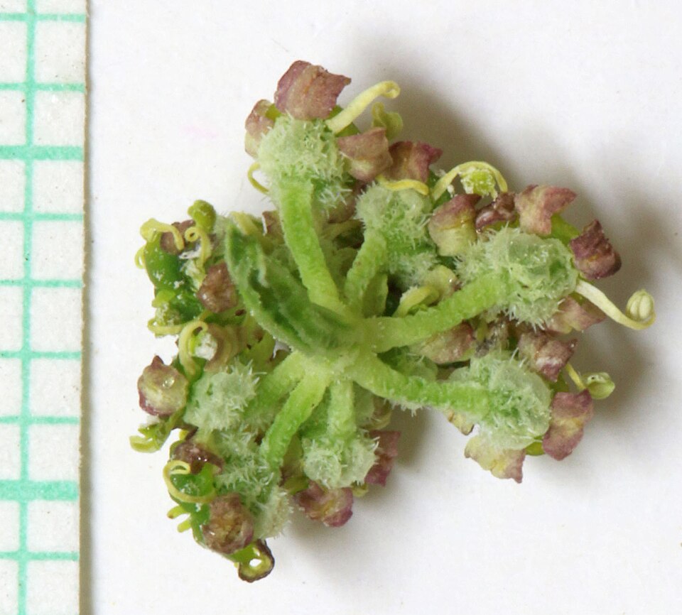 Utah Angelica