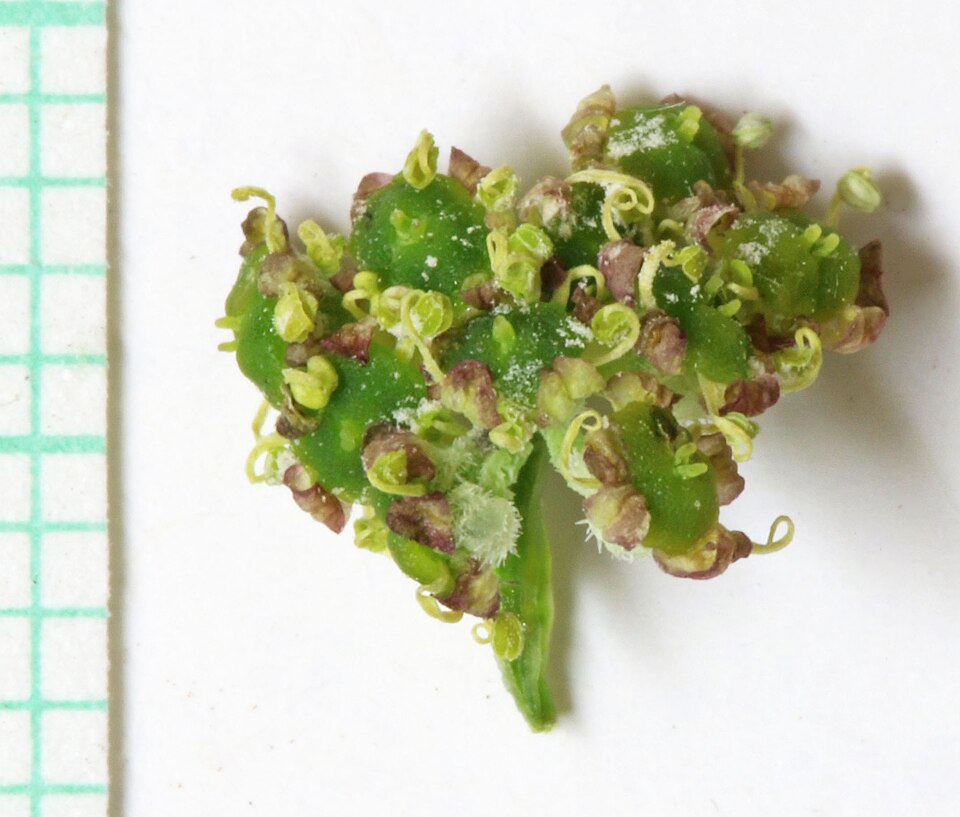 Utah Angelica
