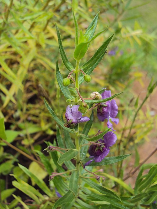 Willowleaf Angelon
