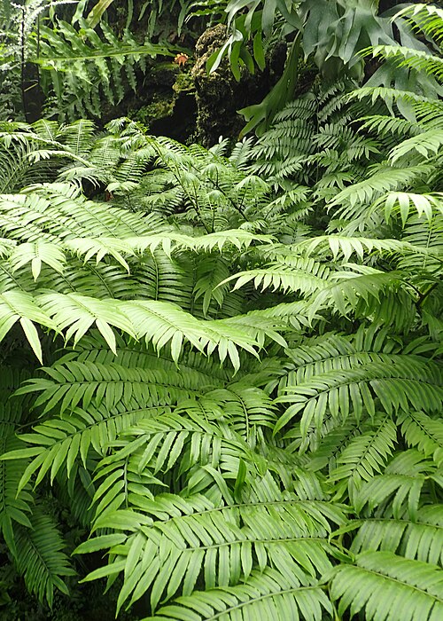Oriental Vessel Fern