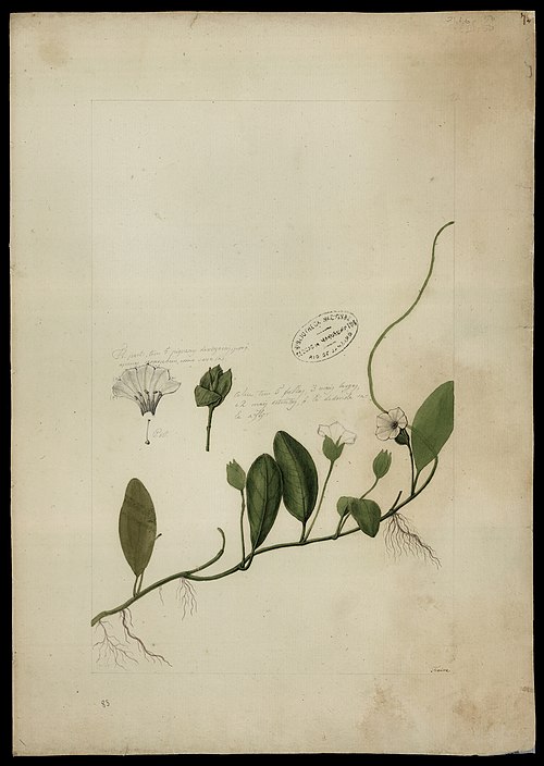 Aniseia