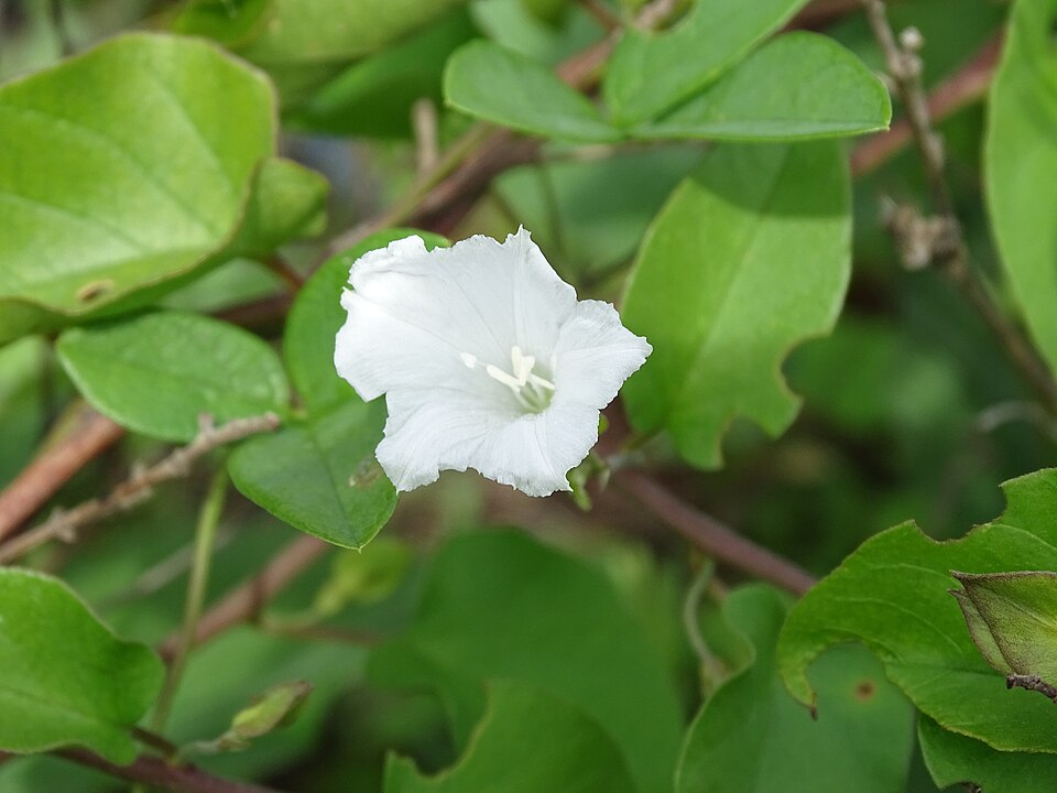 Aniseia