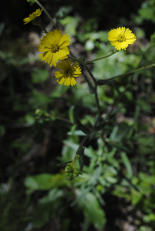 Tarweed