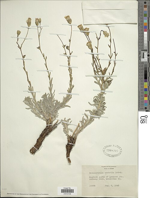 Tarweed