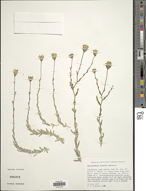 Tarweed