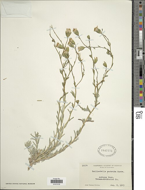 Leafy Raillardiopsis