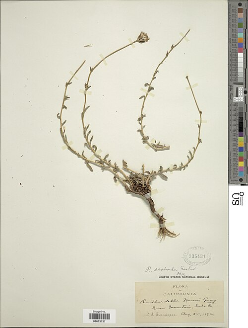 Leafy Raillardiopsis