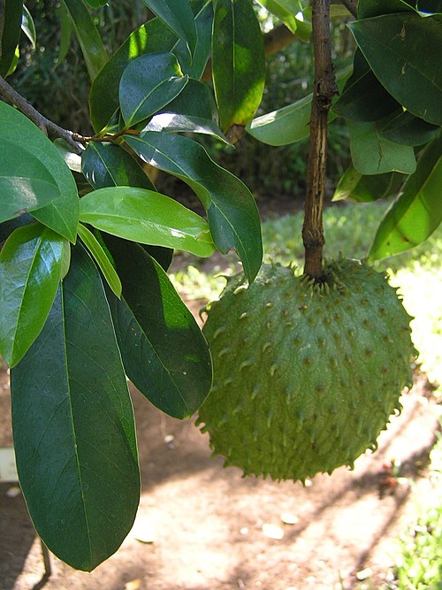 Annona