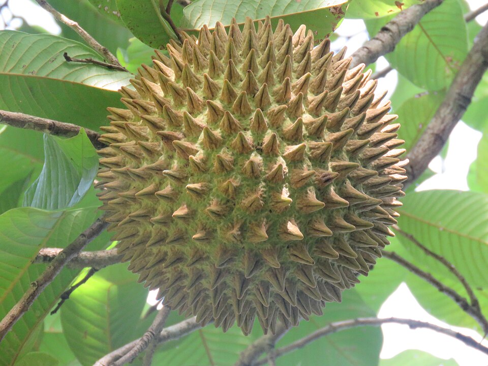 Annona