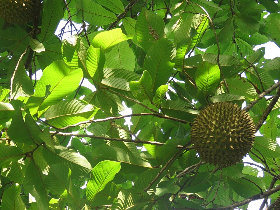 Annona