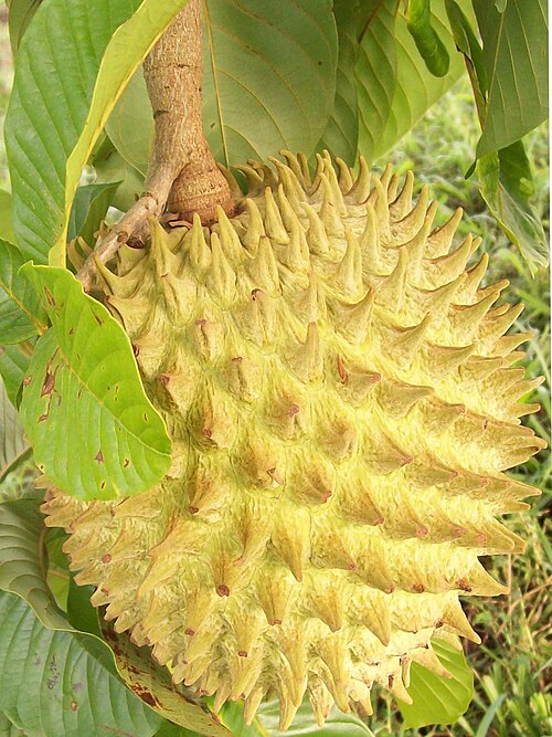 Annona
