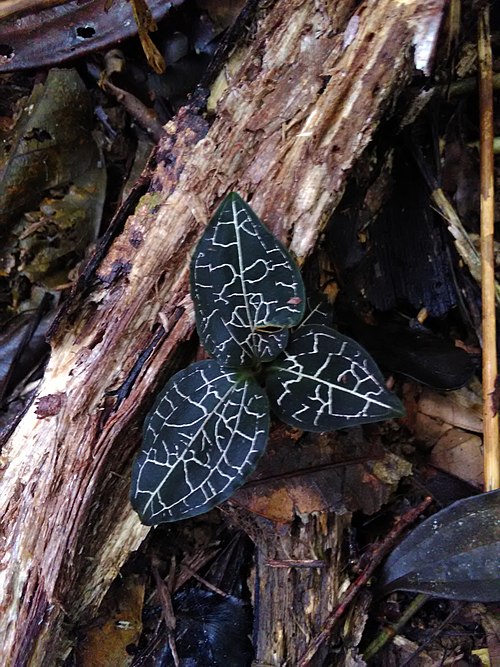Anoectochilus