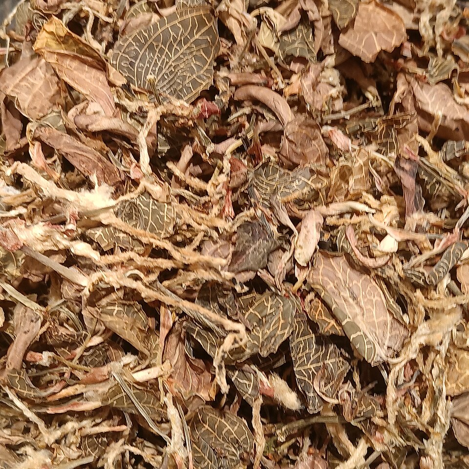 Anoectochilus