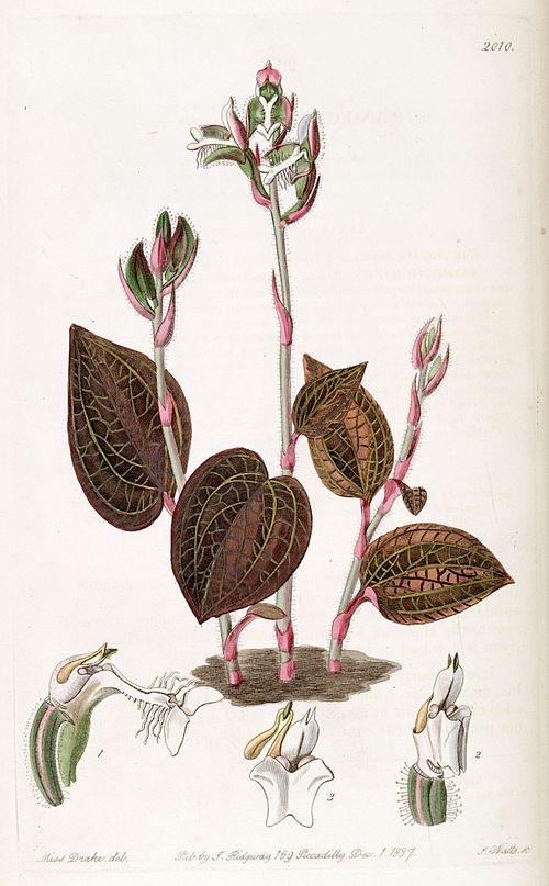 Anoectochilus
