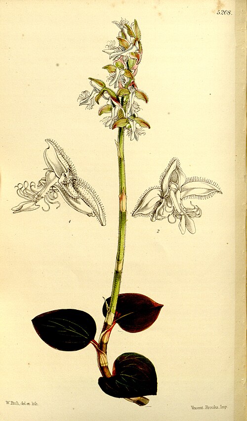 Anoectochilus