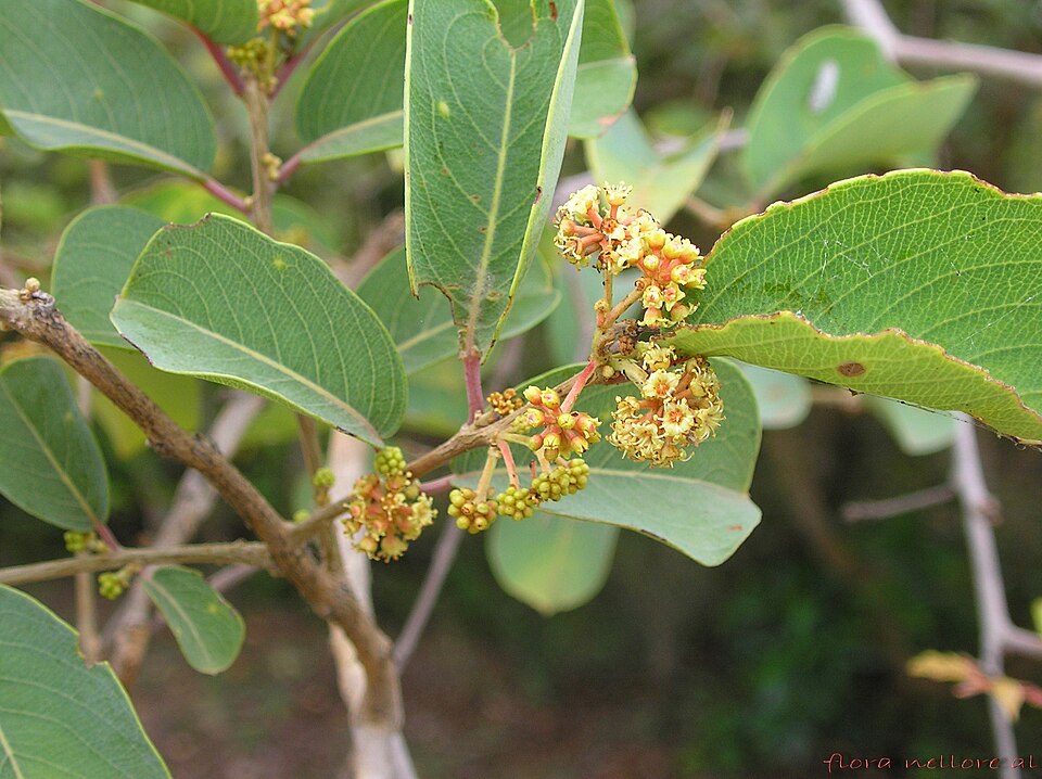Gum Ghatti