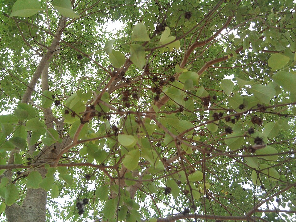Gum Ghatti
