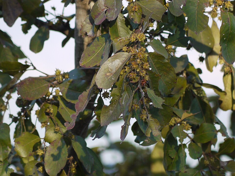 Gum Ghatti
