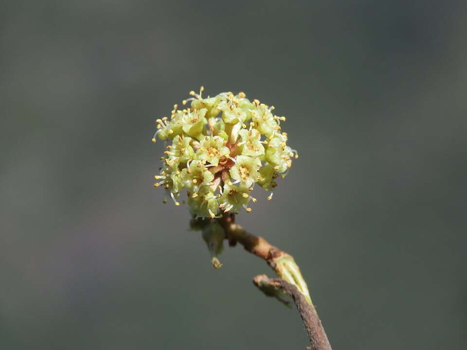 Gum Ghatti