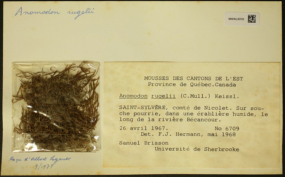 Anomodon Moss