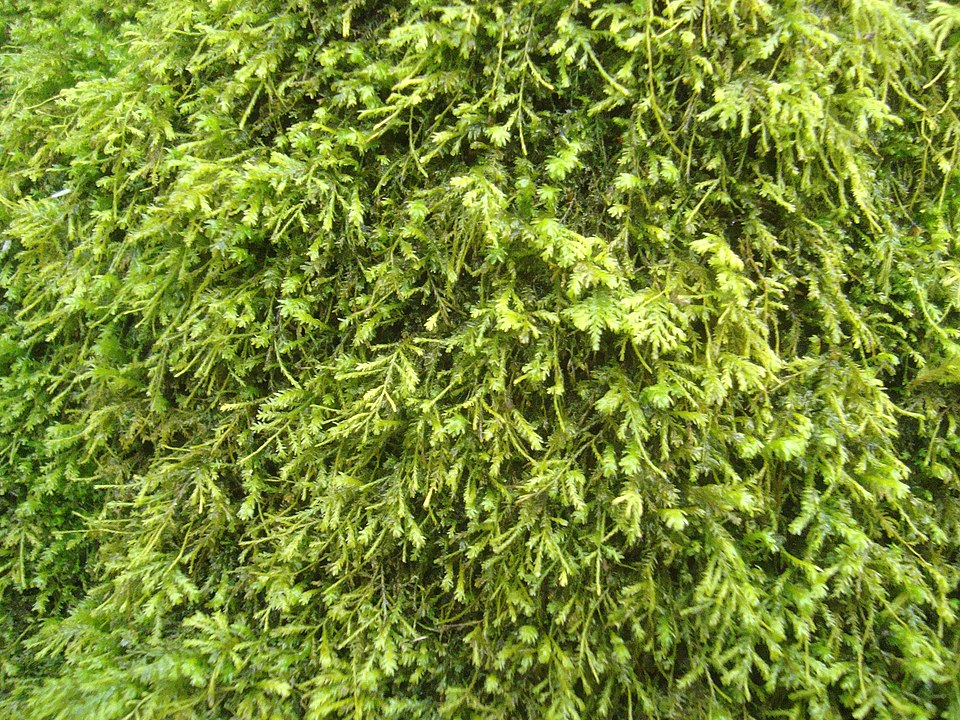 Anomodon Moss