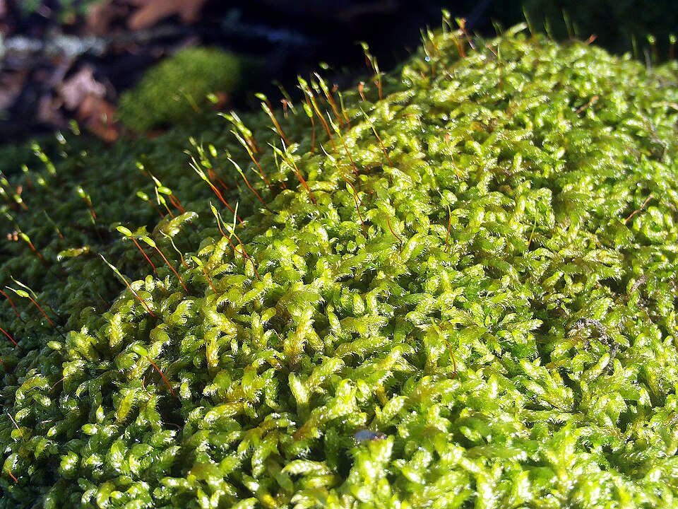 Anomodon Moss