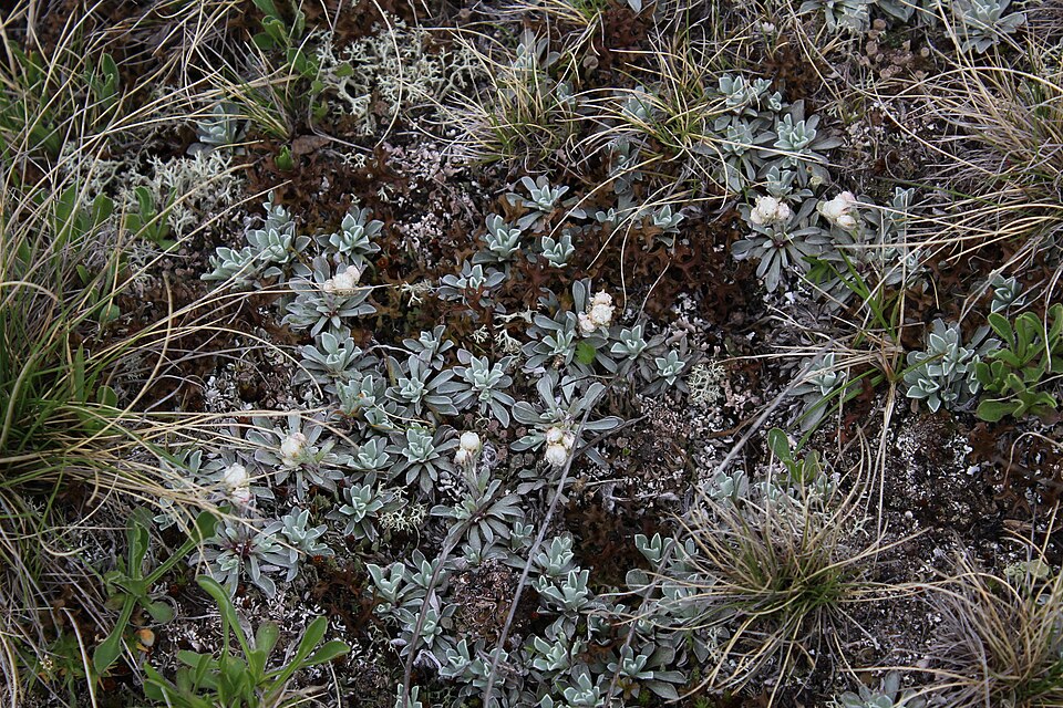 Rocky Mountain Pussytoes