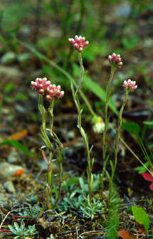 Littleleaf Pussytoes
