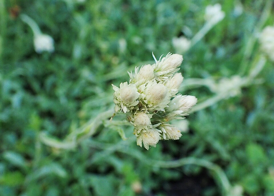 Field Pussytoes