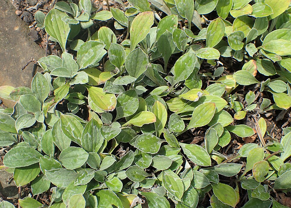 Woman's Tobacco